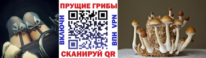 продажа наркотиков  Рыбное  Псилоцибиновые грибы GOLDEN TEACHER 